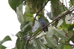 Cyornis unicolor