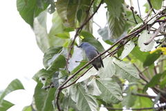 Cyornis unicolor