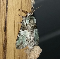 Macrurocampa marthesia