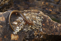 Eurycea aquatica
