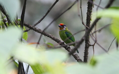 Psilopogon franklinii