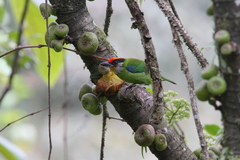 Psilopogon franklinii