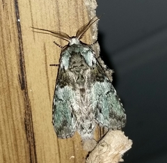 Macrurocampa marthesia