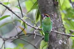 Psilopogon franklinii