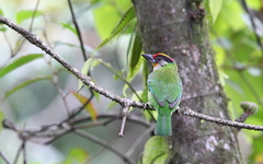 Psilopogon franklinii