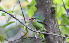 Psilopogon franklinii