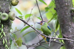 Psilopogon franklinii