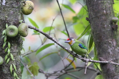 Psilopogon franklinii