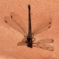 Chalcolestes