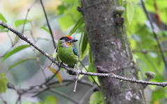 Psilopogon franklinii