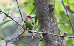 Psilopogon franklinii