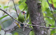 Psilopogon franklinii