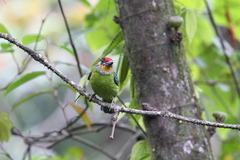 Psilopogon franklinii