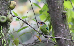 Psilopogon franklinii