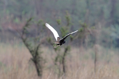 Houbaropsis bengalensis