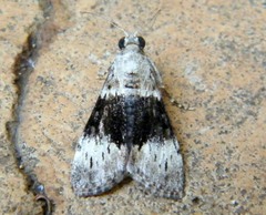 Salma melapastalis