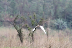 Houbaropsis bengalensis