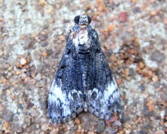 Salma melapastalis