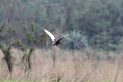 Houbaropsis bengalensis