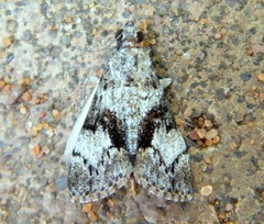Salma melapastalis