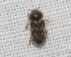 Heterocerus mexicanus