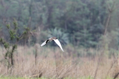 Houbaropsis bengalensis