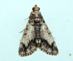 Salma melapastalis