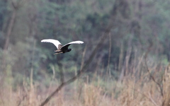 Houbaropsis bengalensis