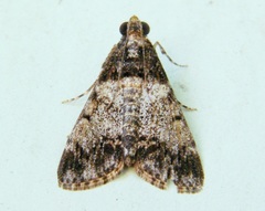 Salma melapastalis