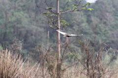 Houbaropsis bengalensis