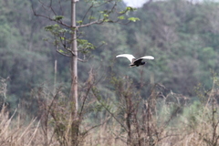 Houbaropsis bengalensis