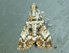 Salma melapastalis