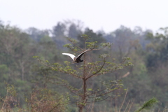 Houbaropsis bengalensis