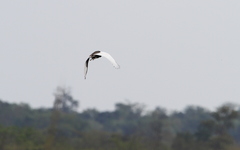 Houbaropsis bengalensis