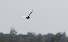 Houbaropsis bengalensis