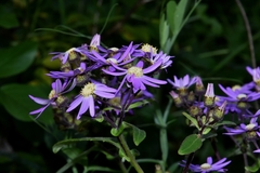 Pericallis echinata image