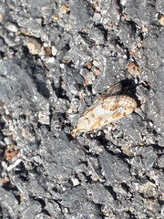 Tegostoma comparalis