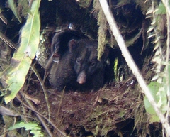 Nasua olivacea