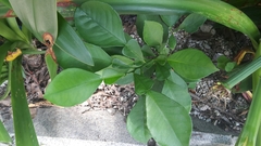 Citrus × aurantium