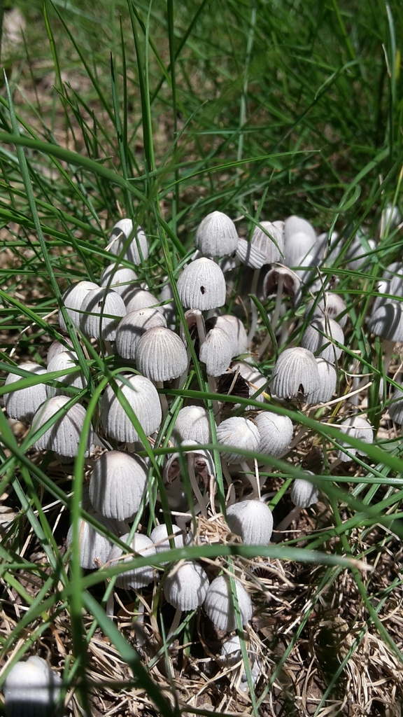Coprinellus disseminatus · July 2017 · photo: © naturewatchwidow (iNaturalist, cc-by)