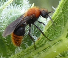 Pseudomethoca propinqua