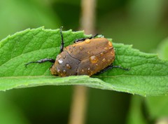 Hologymnetis cinerea