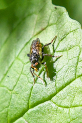 Cyrtopogon auratus