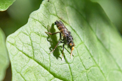 Cyrtopogon auratus