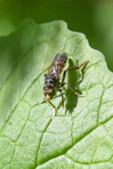 Cyrtopogon auratus