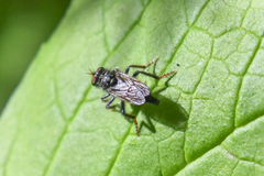 Cyrtopogon auratus