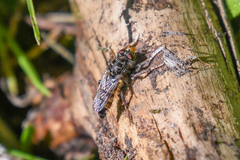 Cyrtopogon auratus