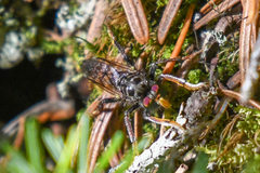 Cyrtopogon auratus
