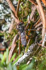 Cyrtopogon auratus