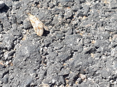 Tegostoma comparalis